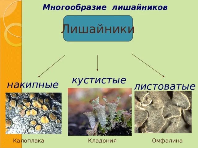 Накипные лишайники представители. Эпигейные лишайники представители. Многообразие лишайников. Лишайники накипные листоватые кустистые.