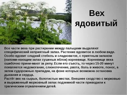 Описание ядовитого растения