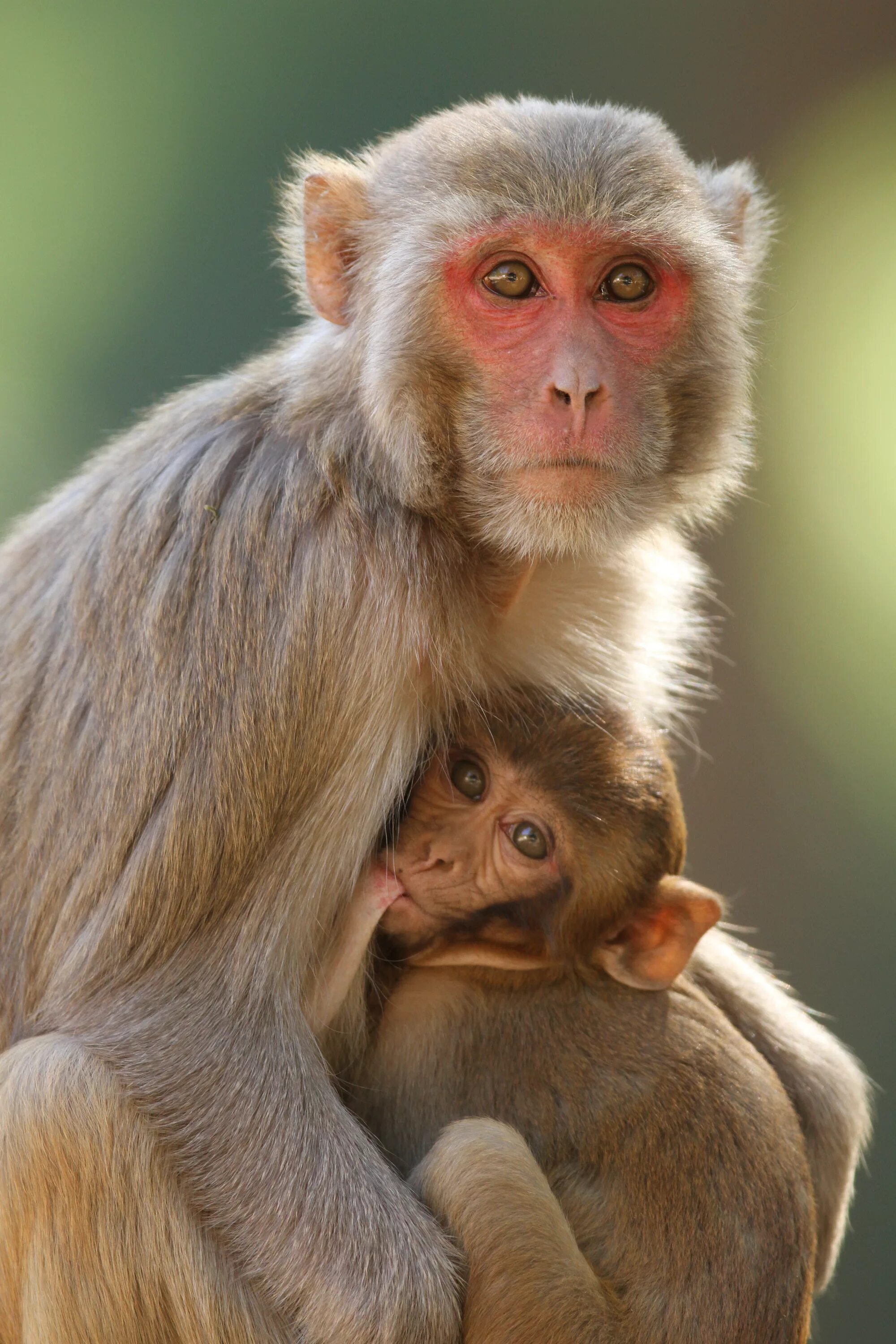 Макаки шимпанзе. Макака резус. Macacus Rhesus. Обезьяна макака резус. Макак резус – Macaca mulatta).