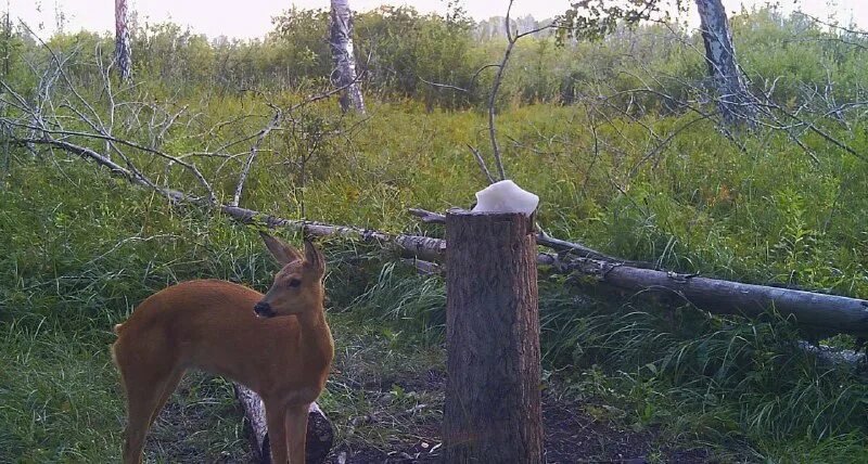 охотхозяйство чугунаевское