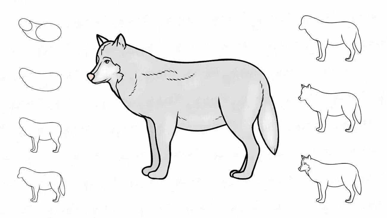Волк поэтапно для детей. Рисунок зверей карандашом для детей. Рисунки животных для детей легкие. Схема рисования волка для детей. Рисунки диких животных для детей.