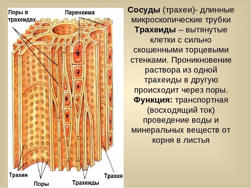 Какую функцию выполняют сосуды у растений 2.2. Трахеиды древесины сосны. И трахеиды древесины (Ксилема).. Строение древесины трахеиды. Трахеиды у голосеменных.