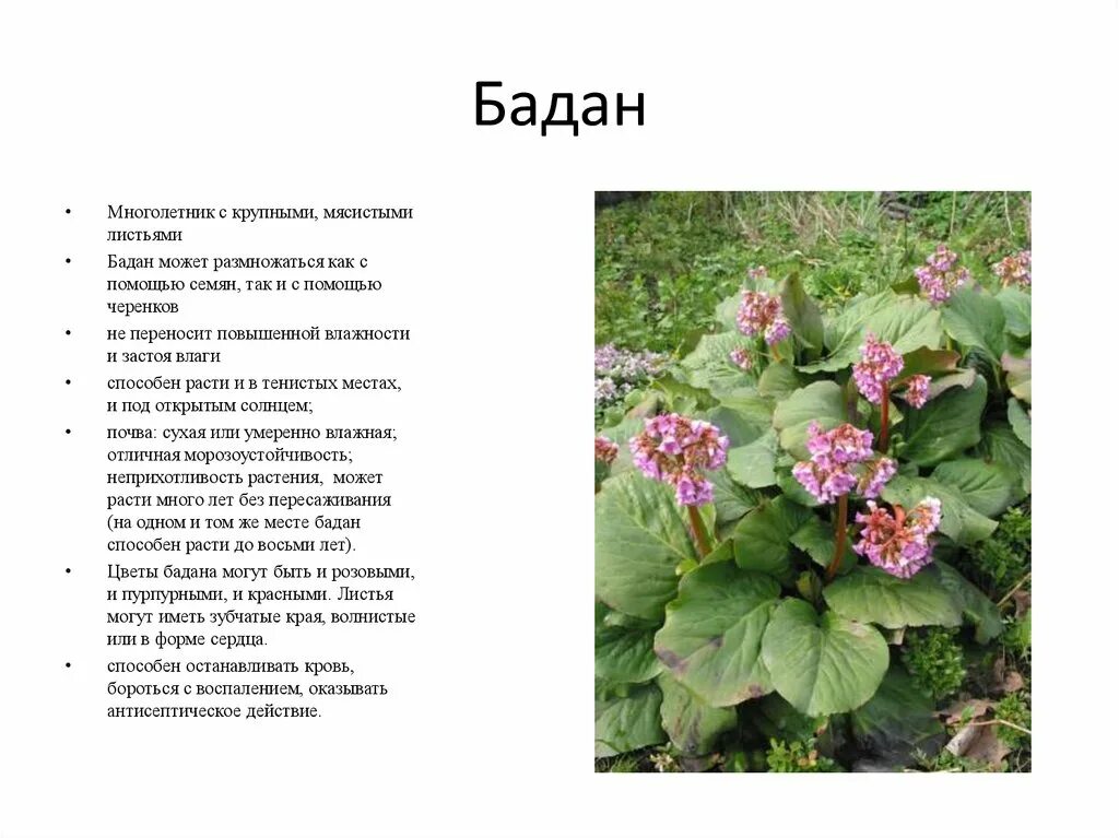 Бадан толстолистный семена. Бадан цветок многолетник. Бадан соцветие. Бадан черенки. Цветок бадан фото и описание