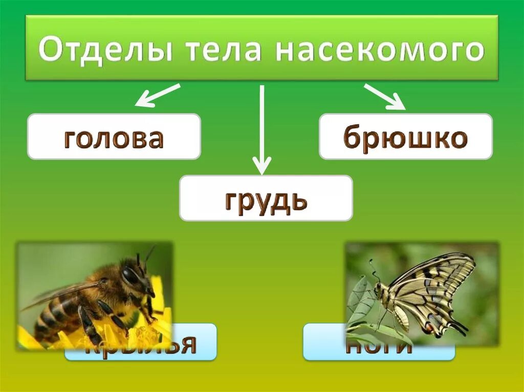 Отделы тела насекомых. Класс насекомые. Класс насекомые отделы. Название отделов тела насекомых. Группы организмов насекомые