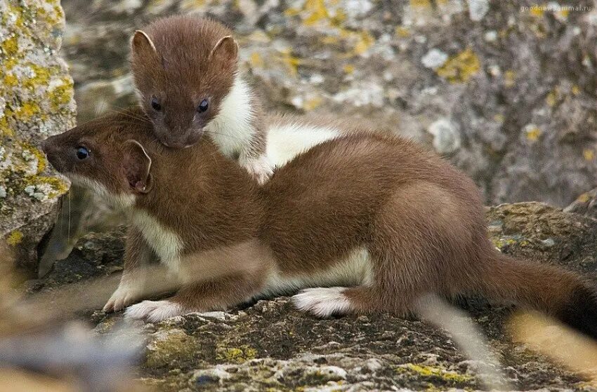 Ласка (Mustela nivalis). Семейство куньих горностай. Лесная куница с детенышами. Куньих (горностай, норка, Соболь и куница).