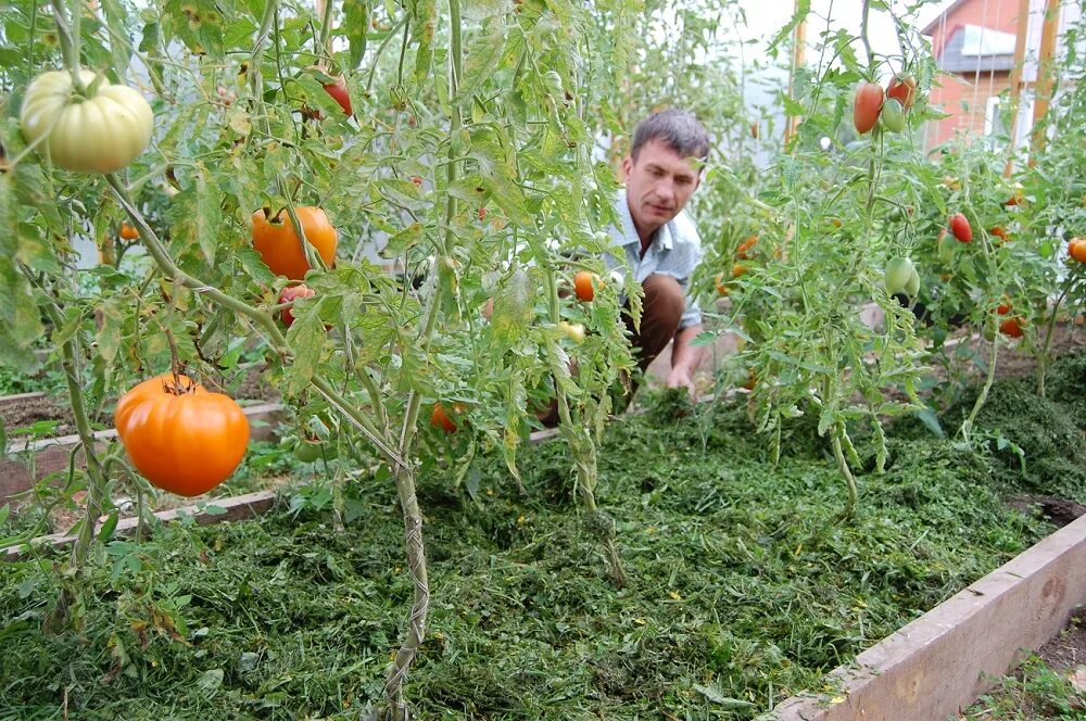 Можно ли под помидоры класть