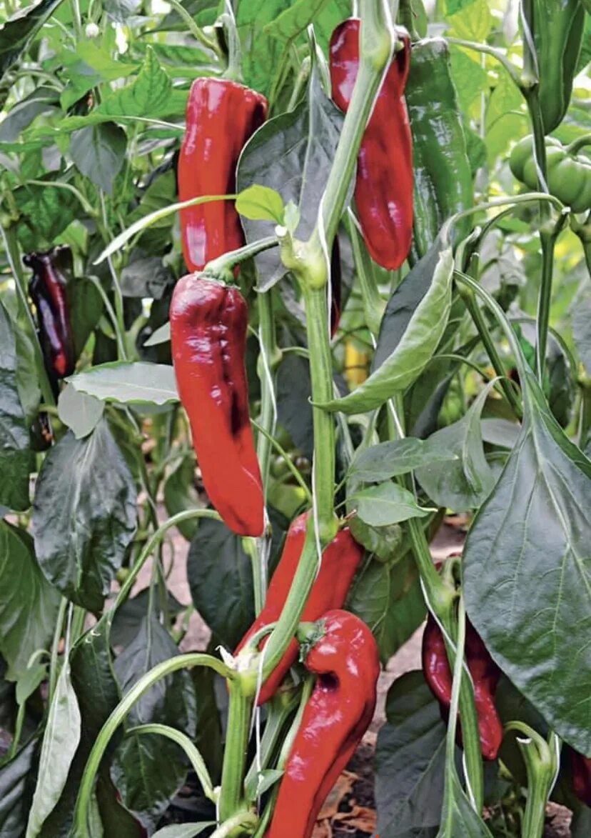 Перец сладкий бизон красный. Сорт перца красный бизон. Сорт перца красный бизон. Перец бизон красный. Перец бизон красный.