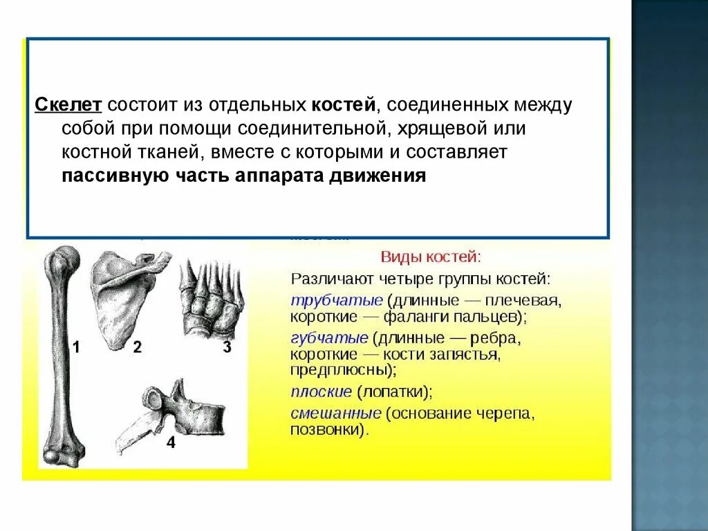 Кости соединяются между собой. Группы костей. Между собой кости соединены. Кости соединены между собой при помощи.