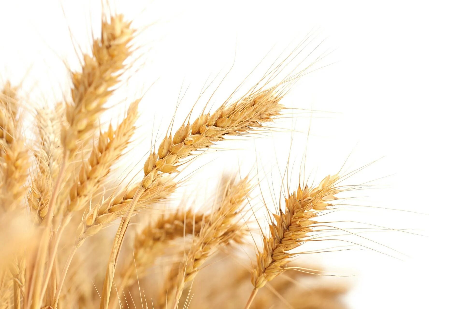 White wheat