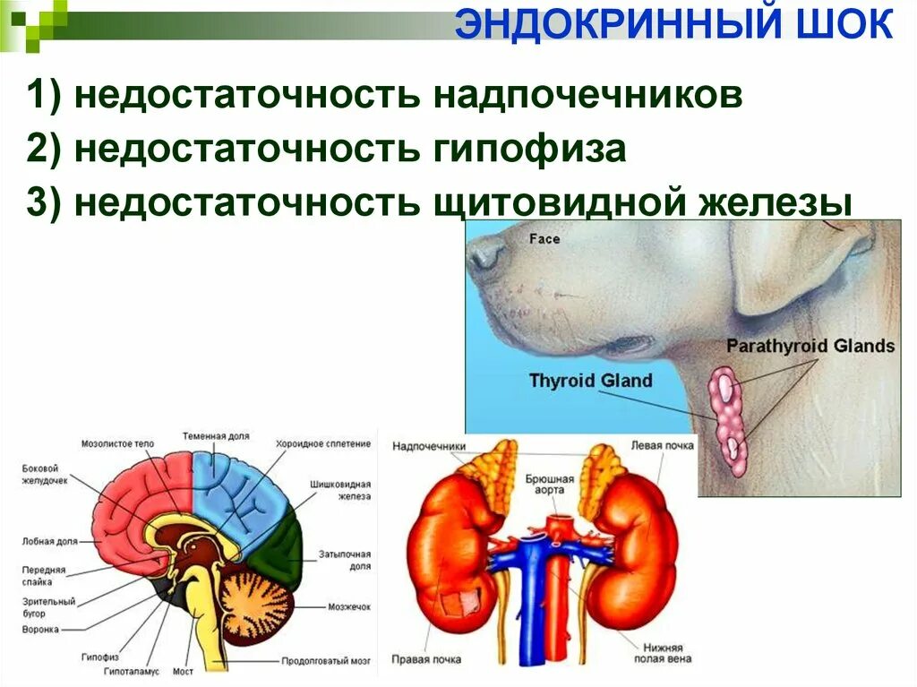 Эндокринная система. Эндокринный ШОК. Гормоны эндокринной системы при шоке. Эндокринные железы надпочечники.