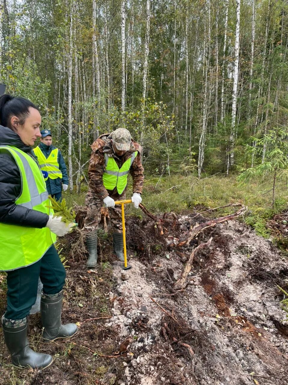лесное хозяйство новгородской. лесное хозяйство новгородской. лесничество новгородской области форм форма. лесное хозяйство экология. сосновыйилес великий новгород.