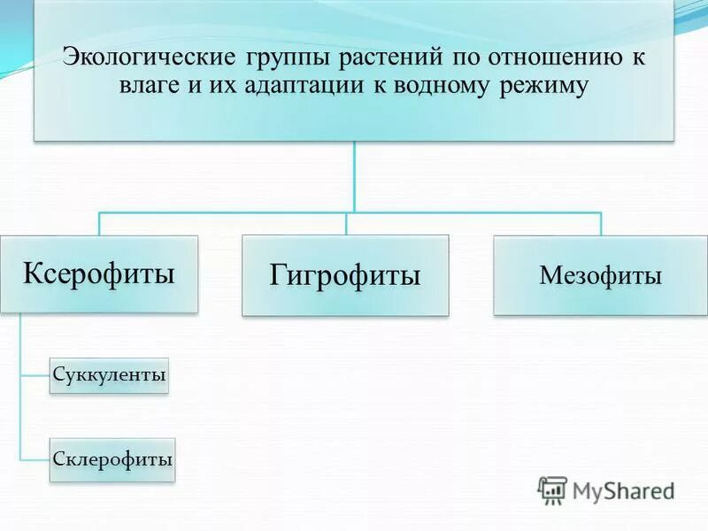 Экологическая группа ксерофиты