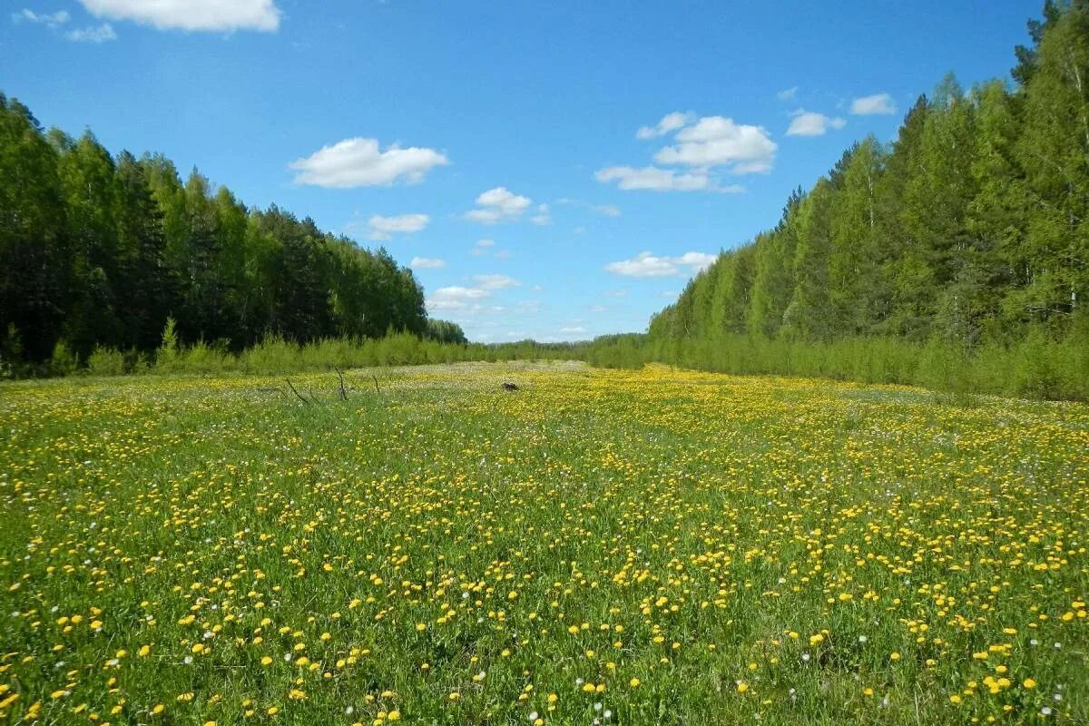 Полянка г. Поляна. лесная поляна. поляна в лесу. лесная полянка.