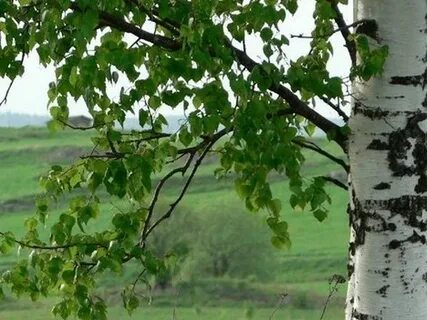 А береза белая листвою