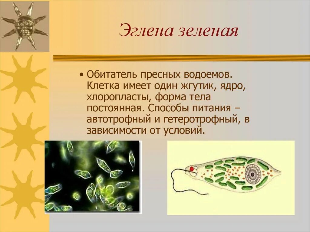 Группы организмов простейшие. Простейшие животные. Одноклеточные животные. Одноклеточные организмы. Информация о одноклеточных.