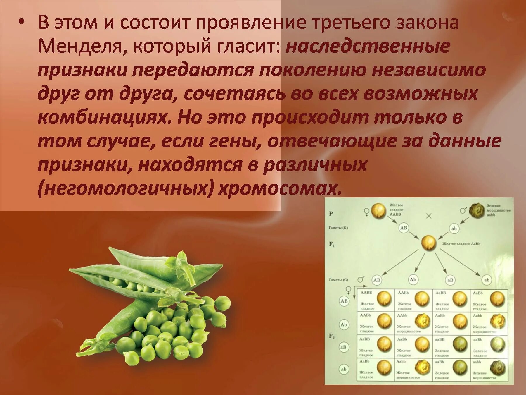 Наследственные признаки передают. Третий закон Менделя биология 10 класс. Первый и второй закон Менделя схема. Законы Менделя презентация. Работы Менделя.