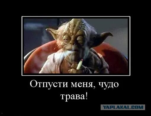 Хочу чтобы меня отпустило. Отпусти меня чудо трава. отпусти меня чудо трава кот. отпусти меня чудо трава картинки. отпусти меня чудо трава прикол.