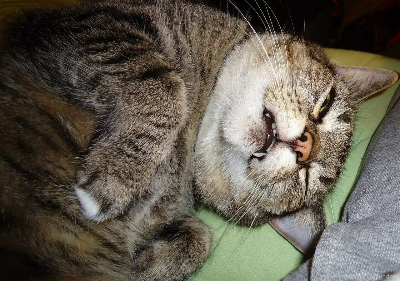 Кот прячет нос. Кошка прячет нос фото. кошка прячет нос примета. котик прячет мордочку.