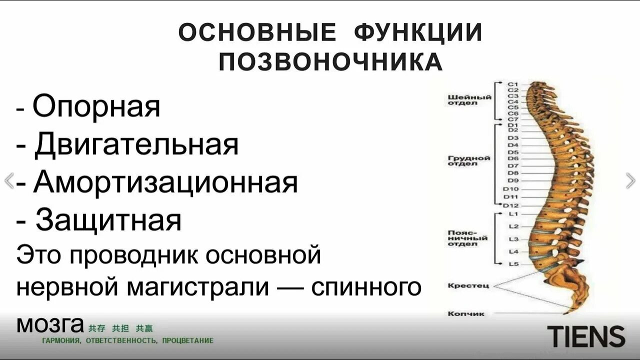 Рассмотрите позвоночник и выделите его отделы. Позвоночный столб функции. Позвонки строение и функции. Основные функции позвоночника. Какова основная функция позвоночника.