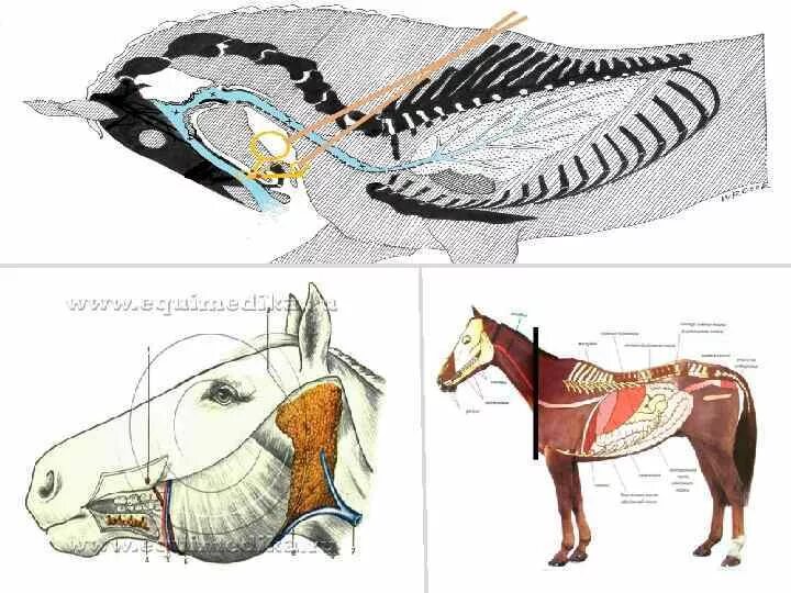 Защита позвоночных животных. Вентральные мышцы позвоночного столба у лошади. Вентральные мышцы позвоночного столба КРС. Мускулатура позвоночных. Анатомия лошади.