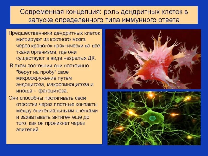 Дендриты в каких клетках