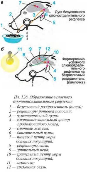 Схема условного рефлекса слюноотделения. Дуга слюноотделительного рефлекса у собаки. Слюноотделительный рефлекс рефлекс рефлекторная дуга. Схема дуги условного слюноотделительного рефлекса. Безусловный рефлекс слюноотделения