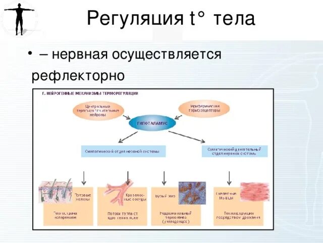 Назовите структуры кожи участвующие в теплорегуляции. Роль кожи в теплорегуляции. кожа орган терморегуляции. кожа как орган терморегуляции. теплорегуляция человека.
