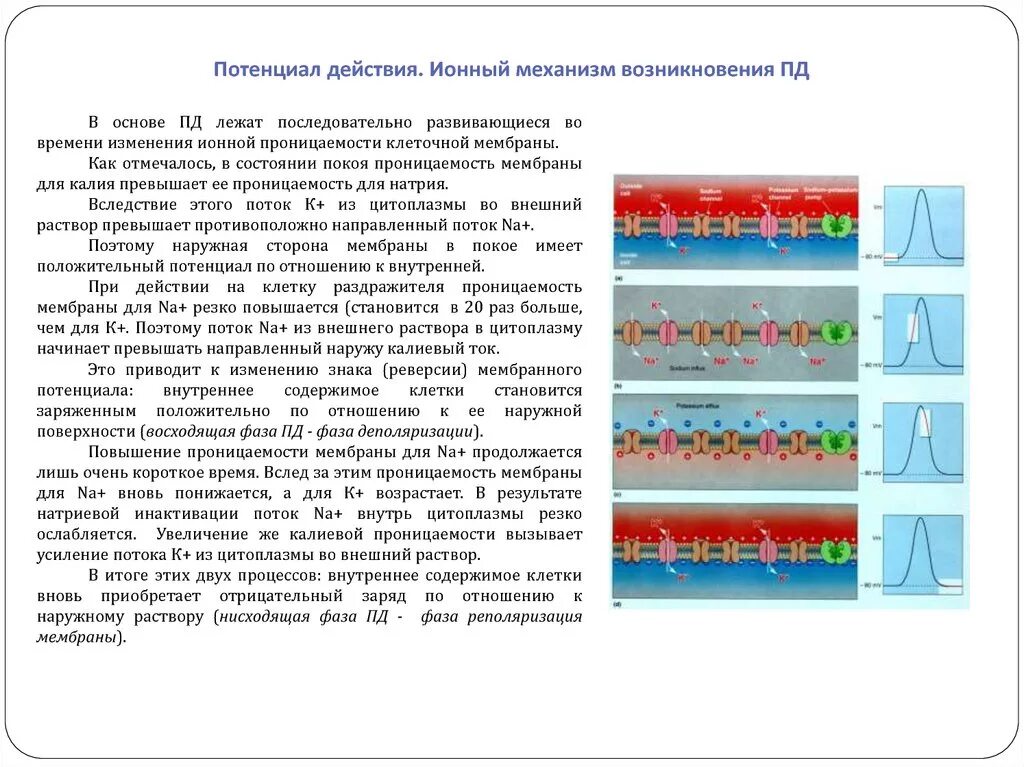 Механизм образования мембранного потенциала действия. Механизм возникновения потенциала действия физиология. Ионный механизм формирования мембранного потенциала действия. Ионные механизмы возникновения потенциала действия. Время пд