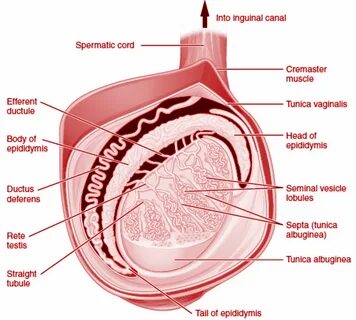 Detached Ciliary Tufts In The Epididymis: A Lesson In Applied
