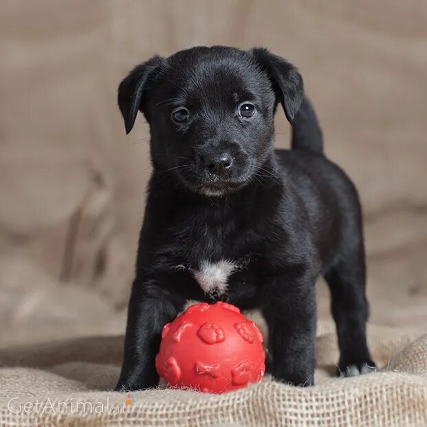 Щенки метисы породистых собак. Приму щенков. Породистые щенки. Собаки в москве даром отдают в хорошие руки. Отдам щенка.