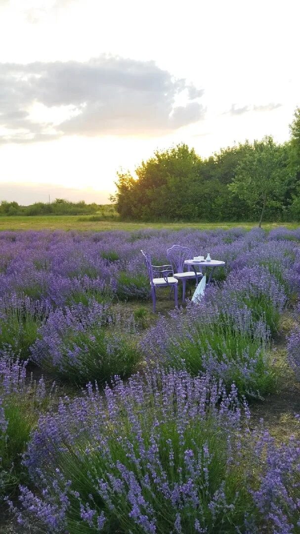 лавандовое поле кочетовка. лавандовое поле. лавандовая ферма анапа семигорье. лавандовое лето солнечная ул 26 село кочетовка. лавандовое поле воронеж кочетовка.