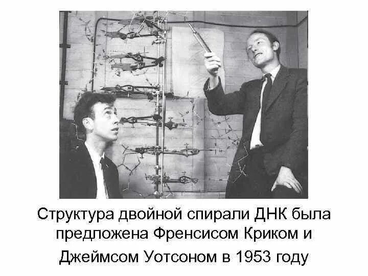 Модель днк дж. Открытие молекулярной структуры днк. Открытие структуры новой спирали днк. Дж уотсон двойная спираль. Открытие двойной спирали днк.