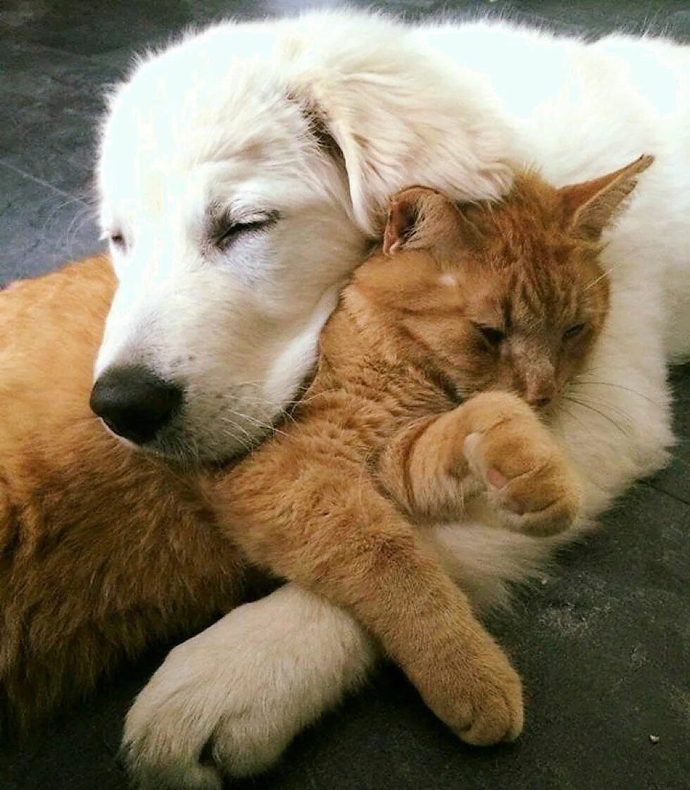 Объятия животных. Где там кот и собака. Дружба кота и собаки. Кошки и собаки. Кошки и собаки.