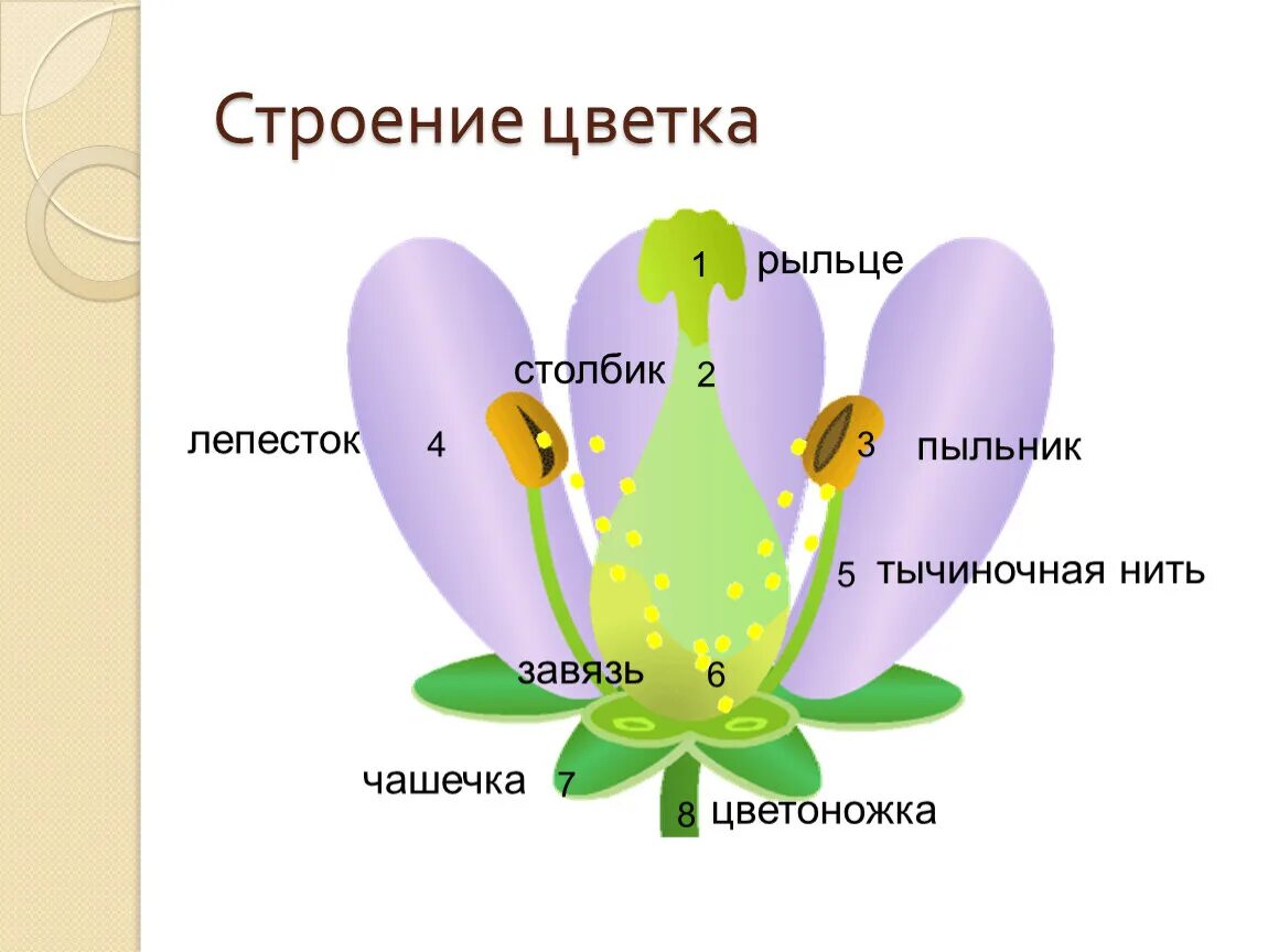 Генеративные органы капли масла. Строение цветка. Чашечка цветка. Строение цветка рыльце. Строение цветка пыльник.