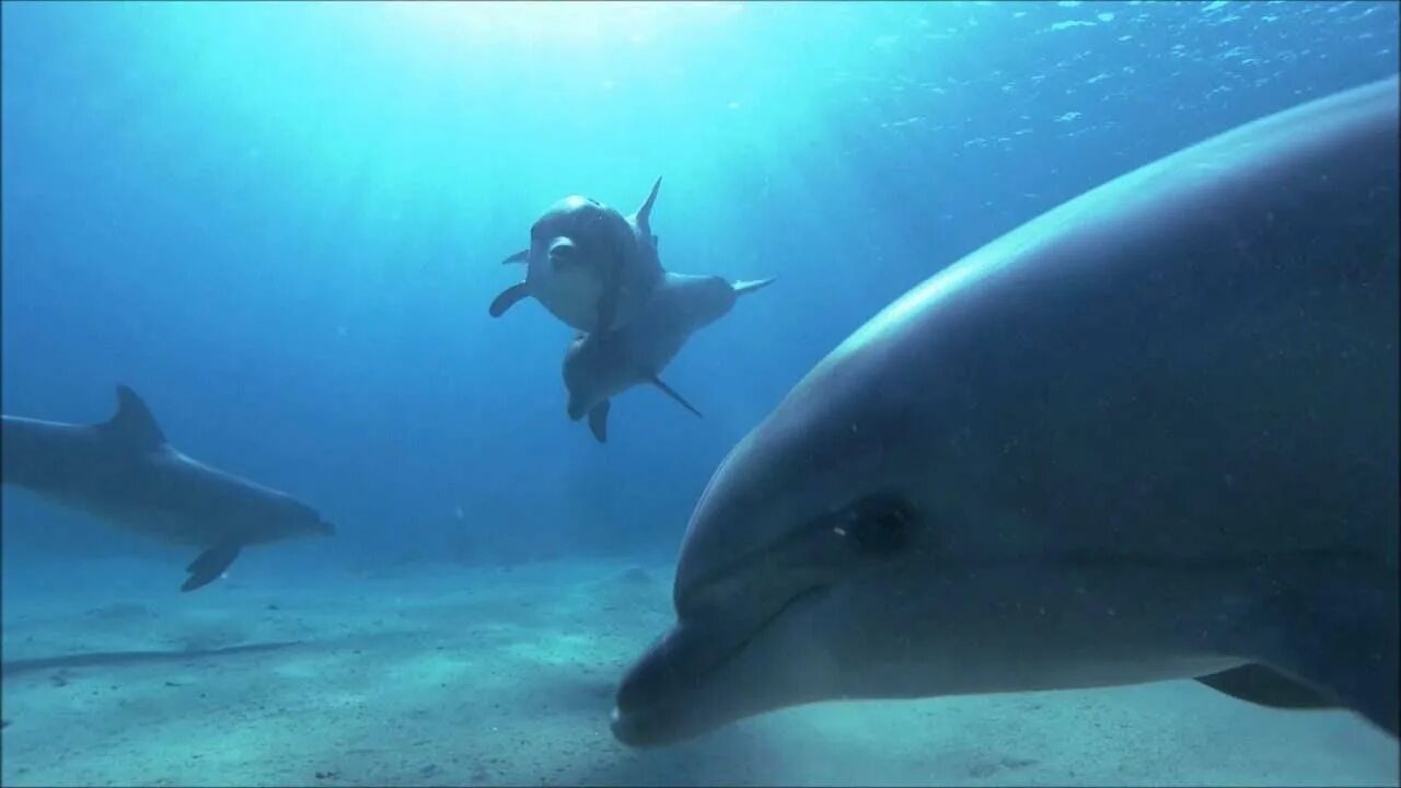 Слушать океан дельфин. Дельфин-МП. Дельфин видео.