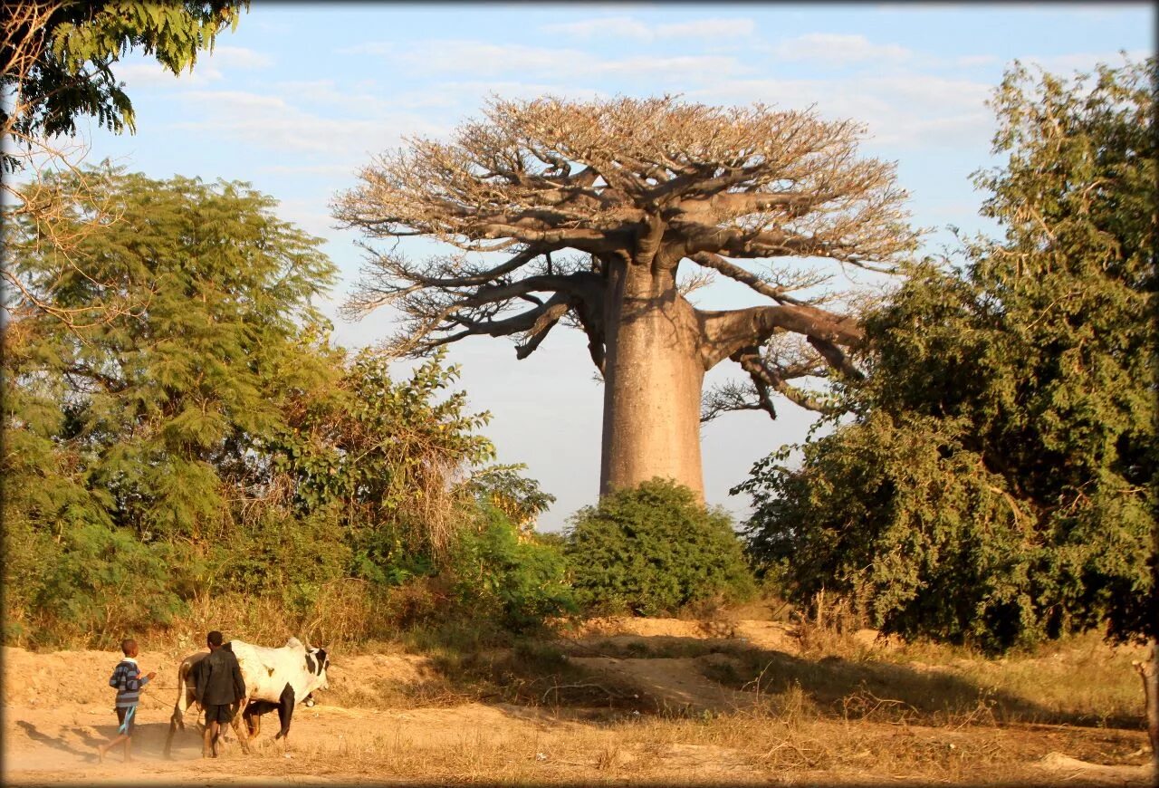 Ба баб. Мадагаскар дерево баобаб Мадагаскар. Баобаб (Адансония пальчатая. Самое большое дерево в мире баобаб. Адансония Мадагаскарская.