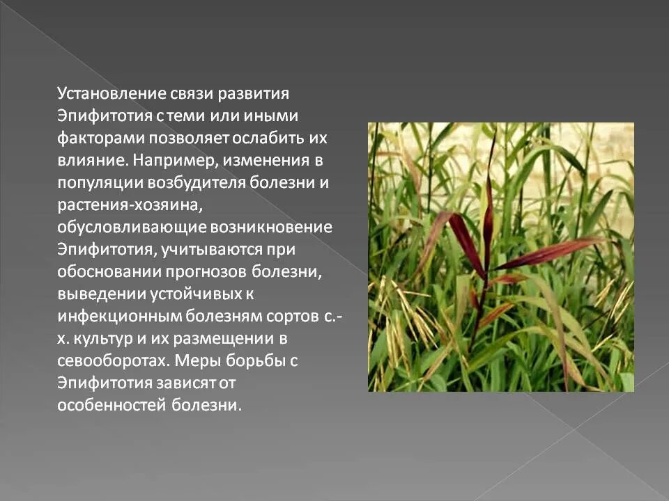 эпифитотия. инфекционные заболевания эпифитотии. инфекционные заболевания эпифитотии. распространение инфекционные болезни растений. массовые инфекционные заболевания растений.