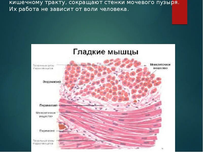 Наличие гладких мышц в стенках желудка. Гладкая мышечная ткань мочевого пузыря гистология. Гладкая мышечная ткань гистология. Гладкая ткань мочевого пузыря. Гладкая мышечная ткань стенки мочевого пузыря.