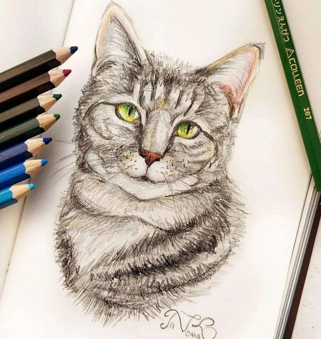 Кошка цветными карандашами. Котик карандашом. Рисунки котов. Кошка рисунок карандашом.