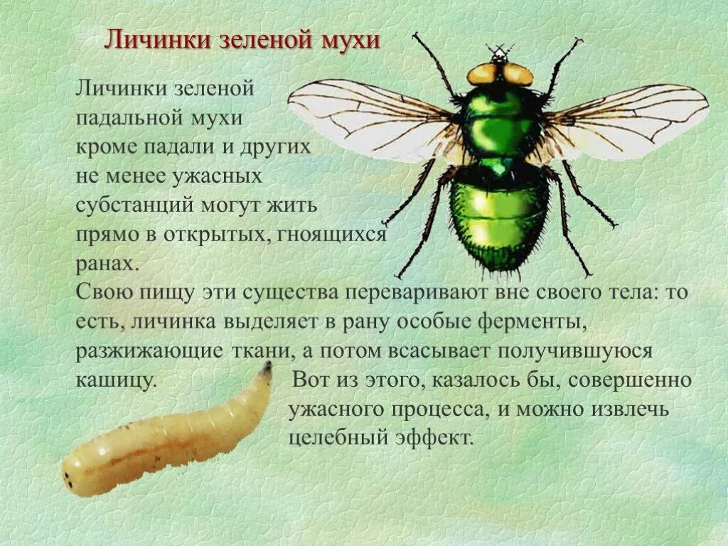 Можно есть мух. Зелёные Падальные мухи.