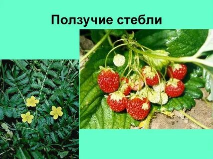 Ползучие побеги растения