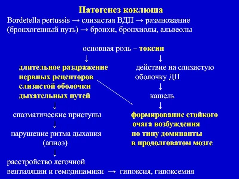 Возбудитель коклюша патогенез. Патогенез кашля при коклюше. Механизм развития коклюша. Коклюш паракоклюш патогенез.