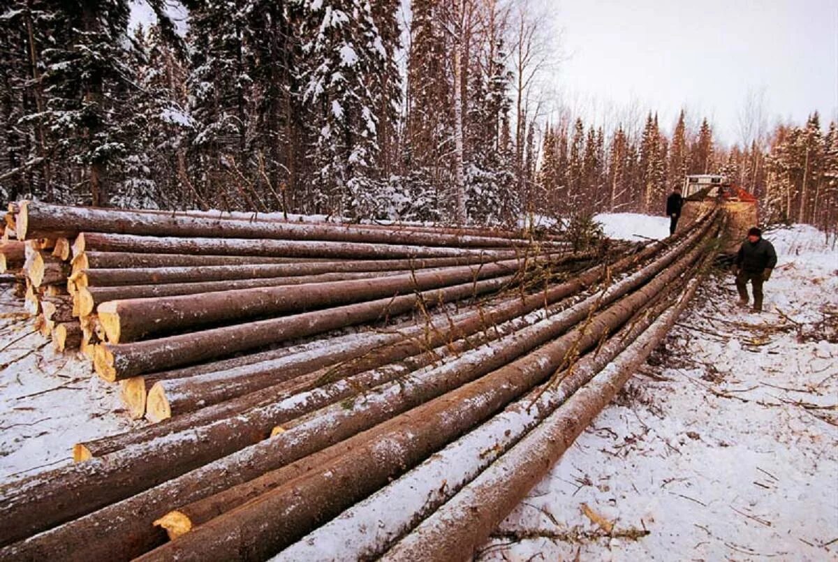 Раскряжевка Хлыстов на сортименты на лесосеке. Заготовка леса. Хлысты деревьев это. Что такое хлысты древесины. Название лесопилки