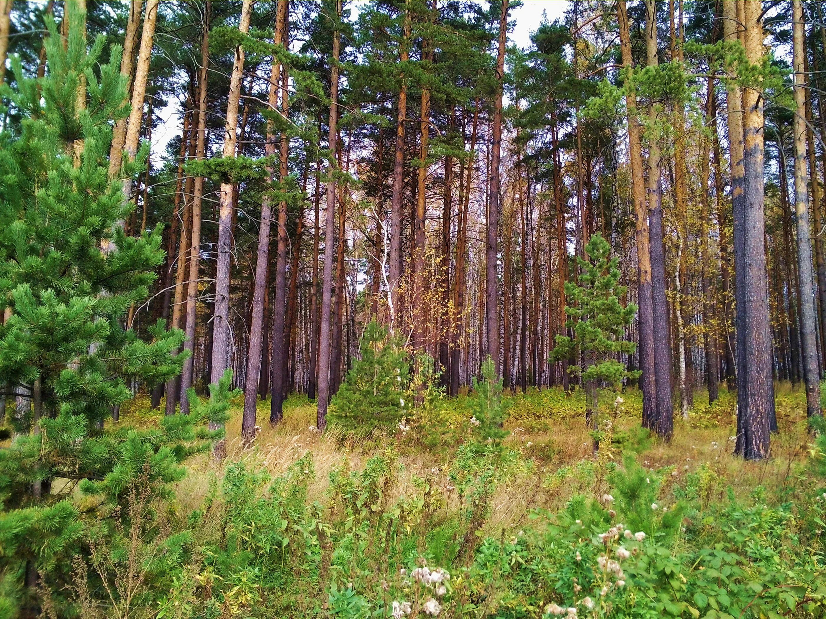 Хвойные московской области. Солнечногорск Сосновый лес. Еловый Бор подлесок. Сосновый древостой. Сосновый лес в Подмосковье.