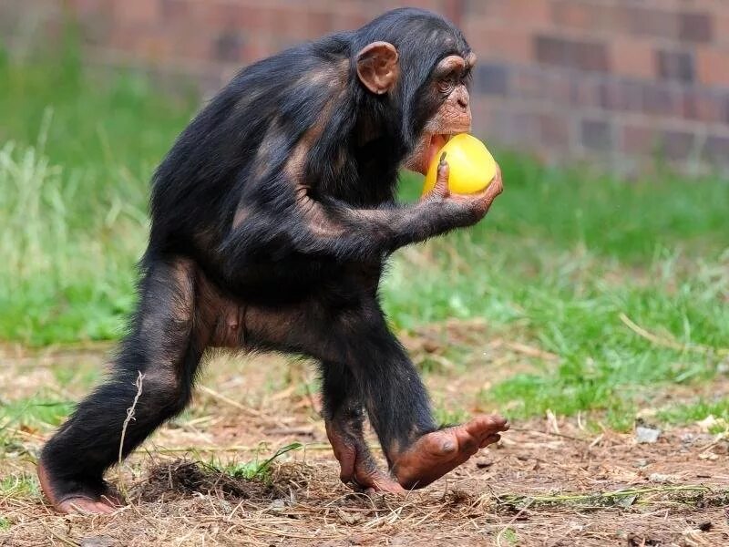 Шимпанзе, самец. Шимпанзе стоит. Бонобо человекообразные обезьяны. Шимпанзе. Домашние обезьяны.