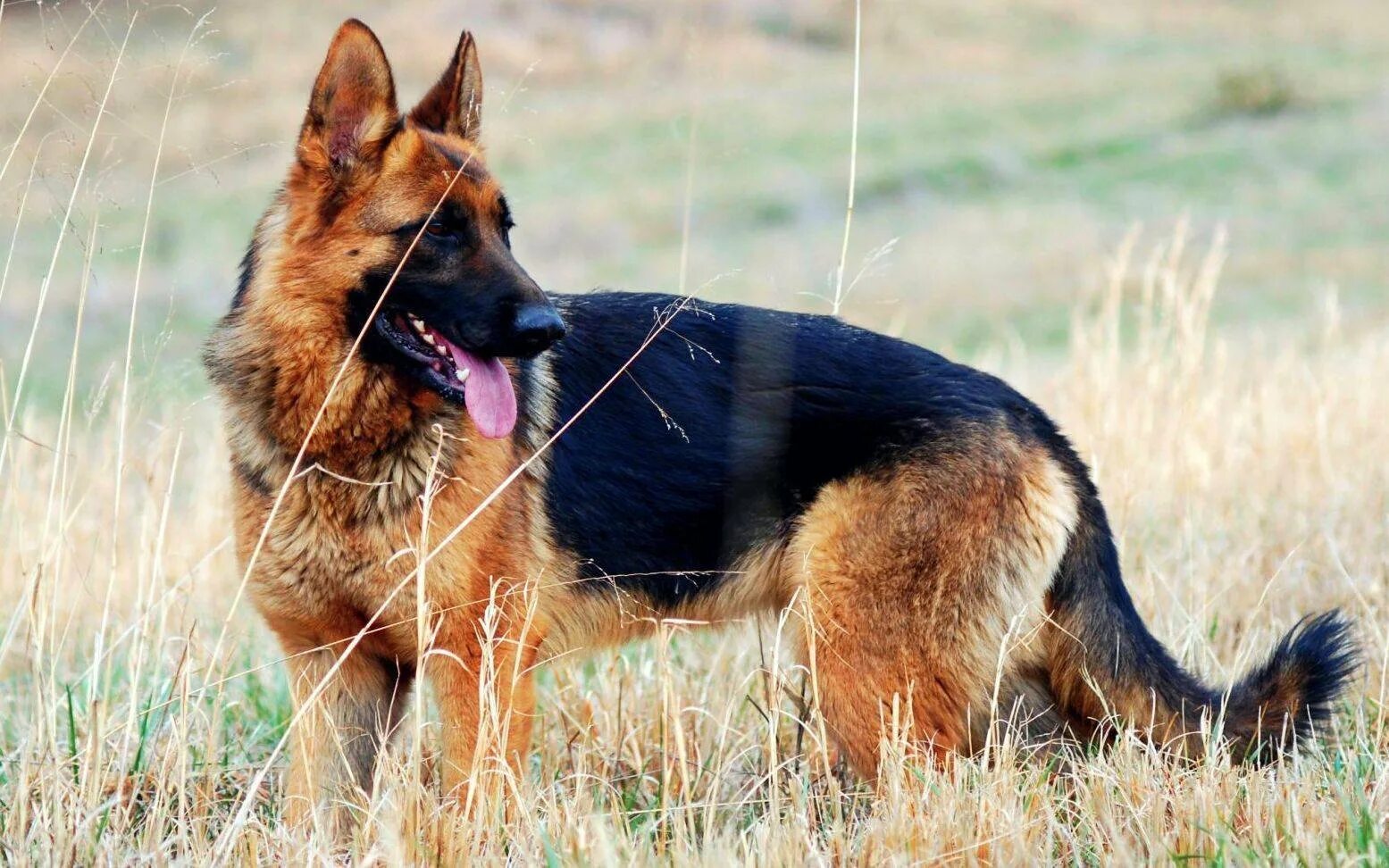 Овчарки выскочив. German Shepherd немецкая овчарка. Немецкая овчарка Шеферд. Чистокровная немецкая овчарка. Немецкая сторожевая овчарка.