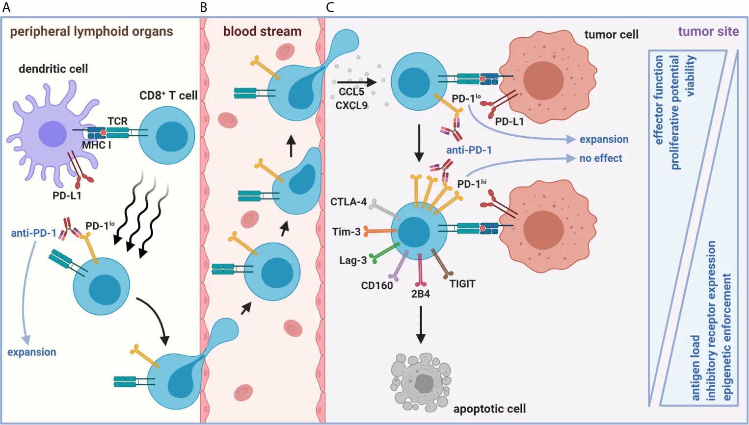 Клетки т 8. Cd8 t Cells. NKT клетки иммунология. Cd8 т-клетки, cd4 т-клетки. Cd8+ клетки.