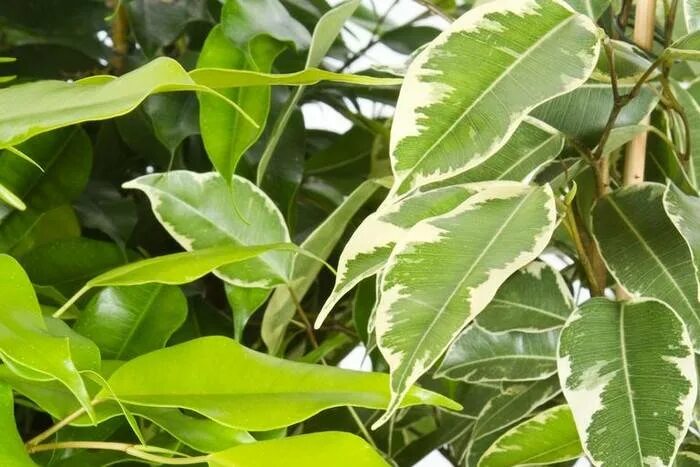 Фикус каучуконосный мучнистая роса на листьях. Фикус бенджамина листок. Фикус бенджамина каучуконосный. Фикус белеют листья. Фикус белеют листья.