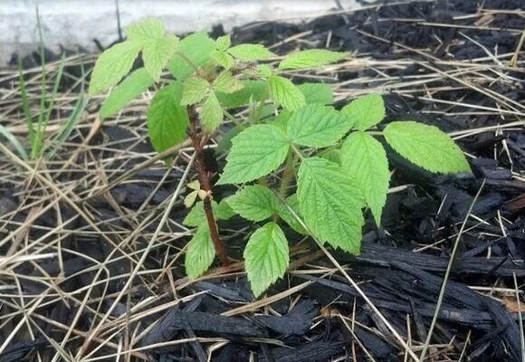 малина обыкновенная. малина ремонтантная евразия. малина сорняк. малина обыкновенная сорняк. сорняк в малине.