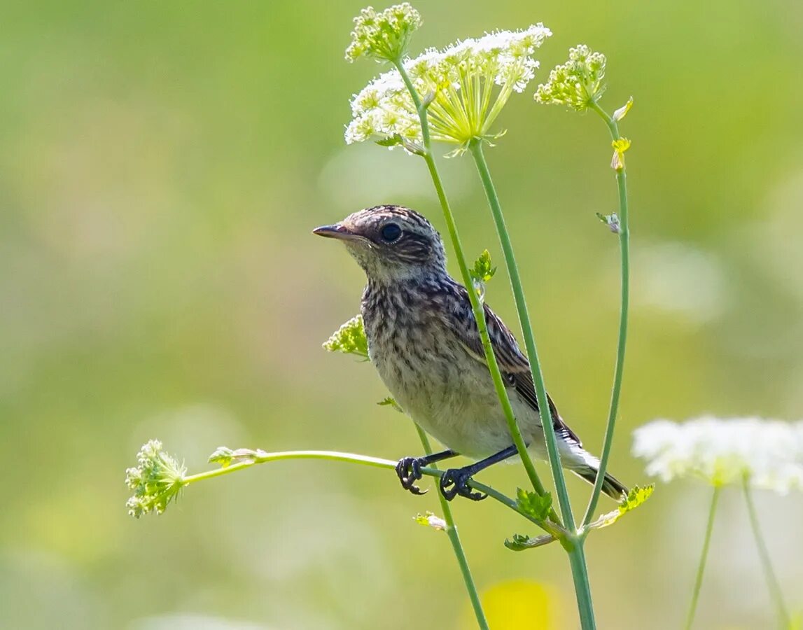 птицы подмосковья полевой жаворонок. жаворонок полевой жаворонок. Alauda arvensis птица.
